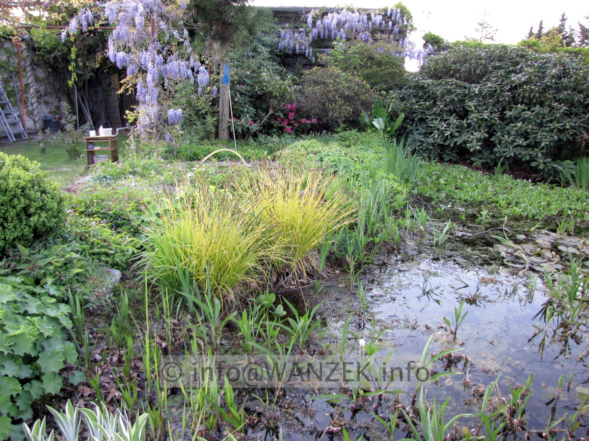 Carex elata Bowles Golden Sol2.JPG